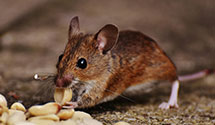 24 Hour & Emergency Exterminators in Hadensville, KY